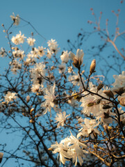cherry blossom against blue sky