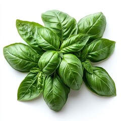 Fototapeta premium Fresh Green Basil Leaves: A Culinary Delight