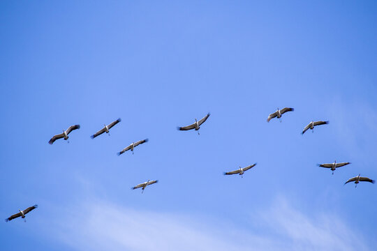 Vol de grue migrant vers le nord au printemps