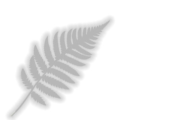  Realistic Shadow Overlay Effect – Natural Palm Leaf Shadows on Transparent Background