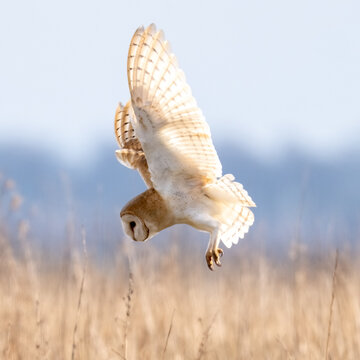 Barn Owl (Tyto alba) in flight on a sunny afternoon