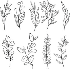 Elegance wildflowers set, minimalistic line art herb, branch and blossoms, hand drawn, wedding flowers, isolated floral elements