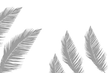  Realistic Shadow Overlay Effect – Natural Palm Leaf Shadows on Transparent Background