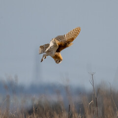Barn Owl (Tyto alba) in flight on a sunny afternoon