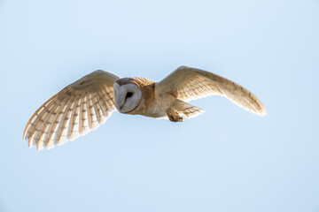 Barn Owl (Tyto alba) in flight on a sunny afternoon