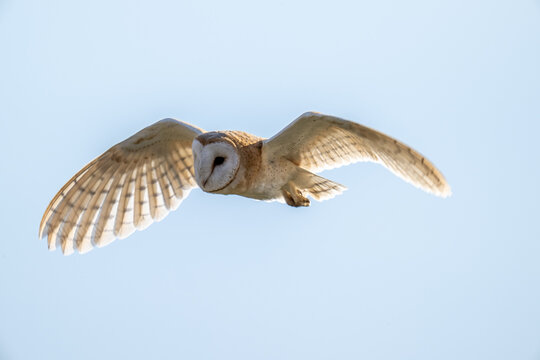 Barn Owl (Tyto alba) in flight on a sunny afternoon