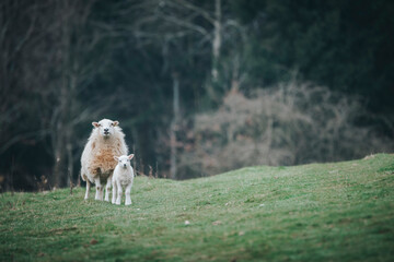 sheep  and lamb in the mountains