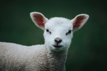 white little lamb on the farm