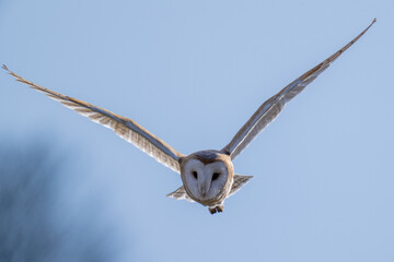 Barn Owl (Tyto alba) in flight on a sunny afternoon