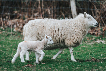 ewe and lamb