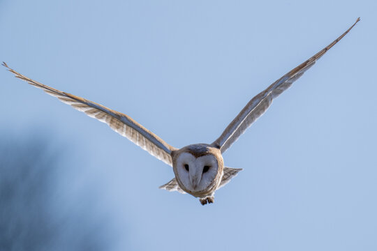 Barn Owl (Tyto alba) in flight on a sunny afternoon