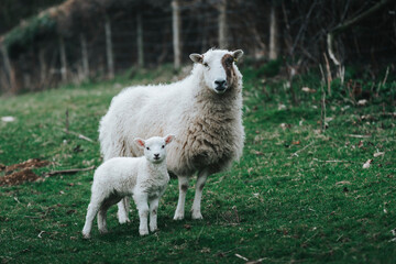 Fototapeta premium sheep and lamb