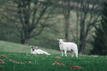 Obraz premium lambs on the meadow