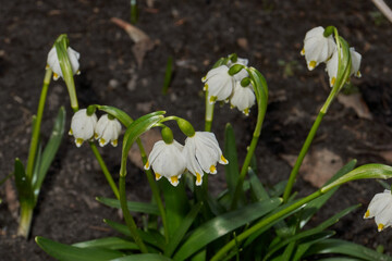 Spring snowflake (lat. Leucojum vernum) is blooming. Spring snowflake is a plant species of the genus Spring snowflake of the Amaryllis family (Amaryllidaceae).