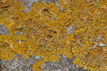 Wall Xanthoria (lat. Xanthoria parietina) is a lichen of the Telochistaceae family, a species of the Xanthoria genus on the bark of a tree.