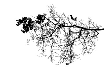 Black and white illustration of natural large old oak tree branch with leaves on white background
