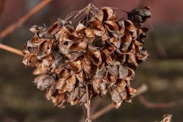 Dried, opened spiraea pods. Spiraea (Latin Spiraea) is a genus of deciduous ornamental shrubs of the rose family (Rosaceae).