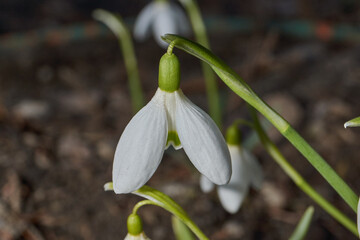 Snowdrops bloom on the lawn in the garden. The snowdrop is a symbol of spring. Snowdrop, or Galanthus (lat. Galanthus), is a genus of perennial herbs of the Amaryllis family (Amaryllidaceae).