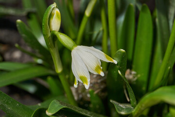 Spring snowflake (lat. Leucojum vernum) is blooming. Spring snowflake is a plant species of the...