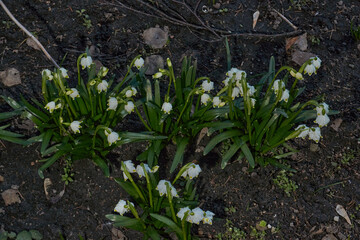 Spring snowflake (lat. Leucojum vernum) is blooming. Spring snowflake is a plant species of the...