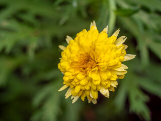 Flowering garden immortelle (Xerochrysum bracteatum), photographed in the Botanical Gardens in Funchal.