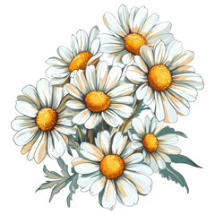Fototapeta premium Daisy Flower Cluster with White Petals and Yellow Center