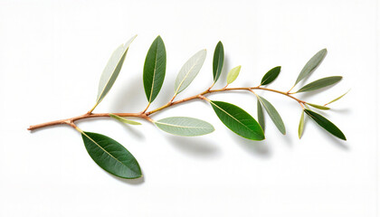 Elegant olive branch with green and silver leaves, nature's beauty