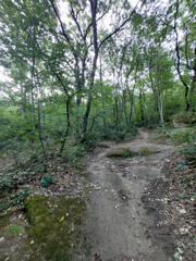 Bosco con vialetto e percorso, montagna, foresta