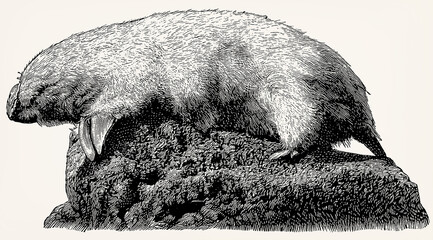 The southern marsupial mole (Notoryctes typhlops). Antique stylized illustration.