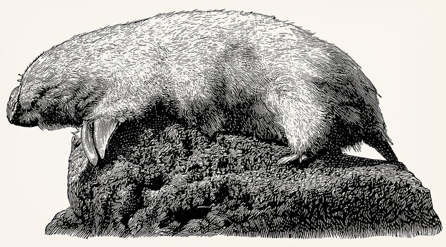 The southern marsupial mole (Notoryctes typhlops). Antique stylized illustration.