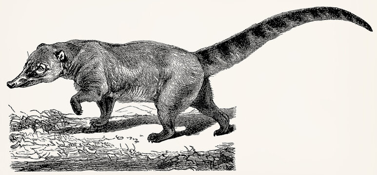 The white-nosed coati (Nasua narica). Antique stylized illustration.