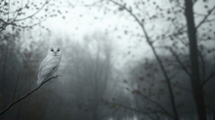 Fototapeta premium A beautiful barn owl sitting on a branch in a misty forest.