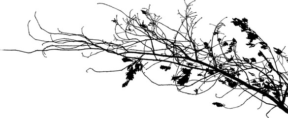 Vector illustration of natural old oak tree branch on white background
