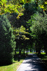 Sunny day in the park. Water droplets light by sun on green foliage background. Park pathway in perspective.