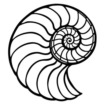 an exquisite nautilus shell pattern, elegantly rendered in black and white. The intricate spiral design showcases the wonders of nature's architecture. vector illustration