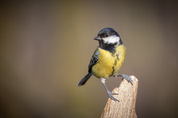 Fototapeta premium a close up portrait of a great tit, Parus major, as it perches on an old tree stump. A clear background adds an emphasis on the bird