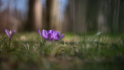 Zarte Krokusblüten im Park in der Wiese, weiche minimal Schärfe