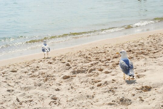 Two seagulls on a sandy beach with gentle waves. Ideal for nature, wildlife or coastal projects. High quality beach scene.