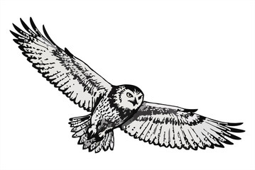 illustration Snowy owl in flight isolated on white background