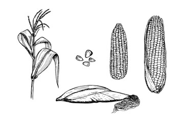 Corn sketch outline illustration set. Simple doodle drawing in engraving style. Hand drawn vector line art clipart isolated on white background