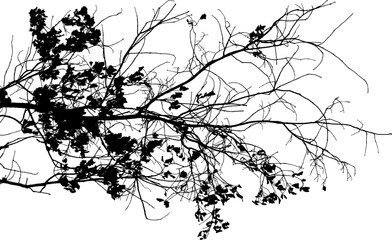 Vector illustration of natural oak tree branch with leaves