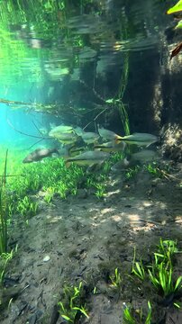 Peces en el r&iacute;o Sucur&iacute;, Bonito, Matto Grosso do Sul, Brasil