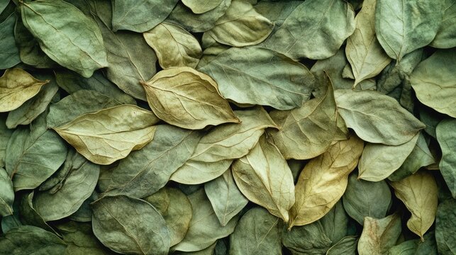 Coca Leaf Composition: Dried Erythroxylum Coca Leaves Showcasing Green Medicinal Plant Essence as a Natural Ingredient Background