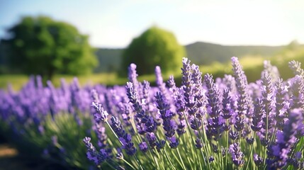 Obraz premium A photo of an organic lavender farm with rows