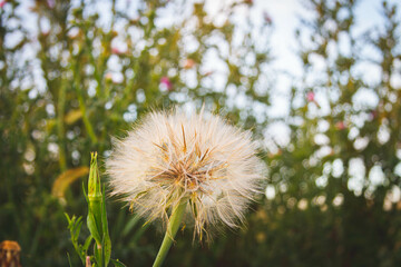 Beautiful wildflowers close-up. Bright sun illuminates flowers in grass..