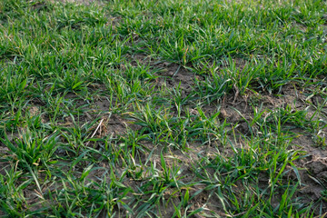Winter wheat field in spring close up. Wheat overwintered well. Future harvest and forecast.