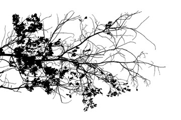 Black and white illustration of natural large old oak tree branch with leaves on transparent background