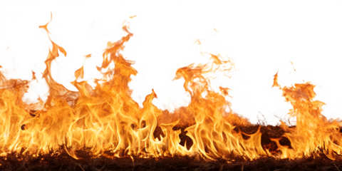 Vibrant, intense fire with dynamic flames and heat waves against a stark, isolated on a white backdrop