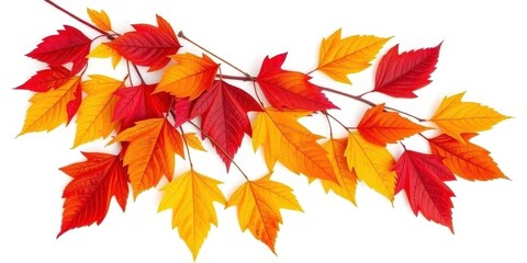 Crisp, vibrant autumn leaves isolated on pure white background, vibrant, autumn photography