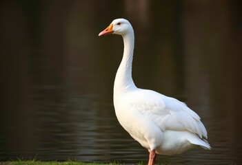 Obraz premium Majestic white goose standing tall, elegant posture, serene setting, elegant, picture
